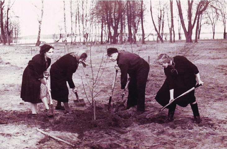 Planting-of-an-orchard-at-Saules-darzs-1950s